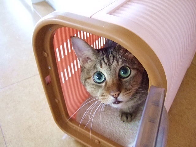 猫と新幹線に乗る時の座席は トイレとご飯はどうするのがいい Shihoのブログな毎日