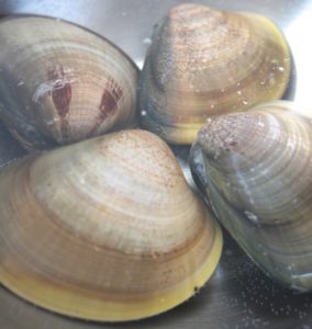 潮干狩りで採れる貝の種類と採り方のコツを紹介 持ち帰りの方法も Shihoのブログな毎日