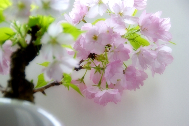 母の日に盆栽の花をプレゼント！初心者にもおすすめの7選はコレ！ | shihoのブログな毎日